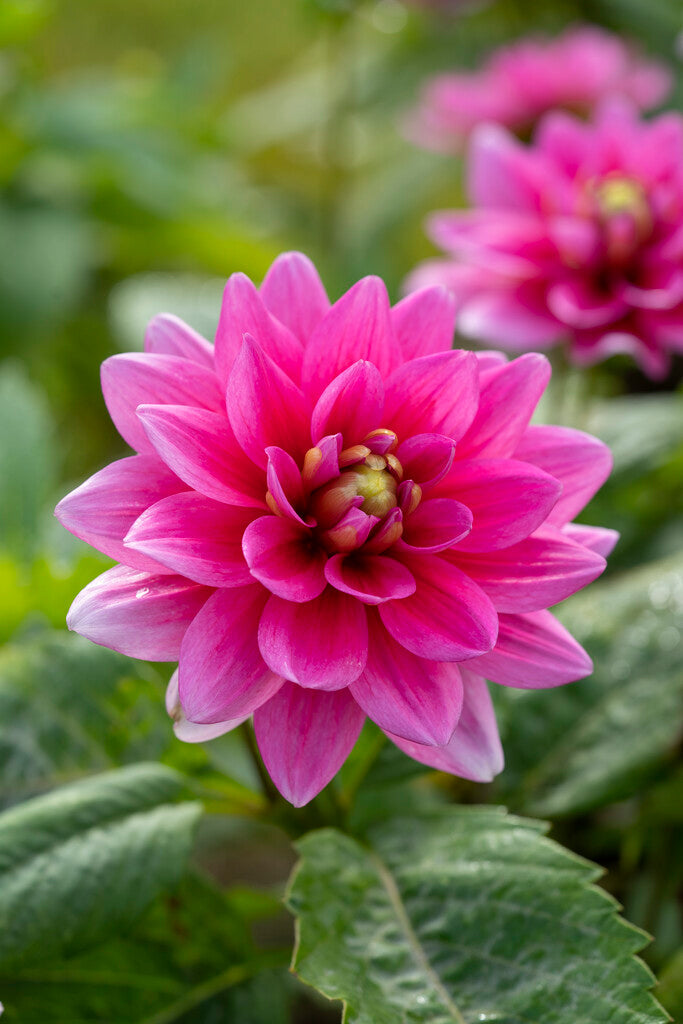 Dahlia Border Bluesette 1-pakning